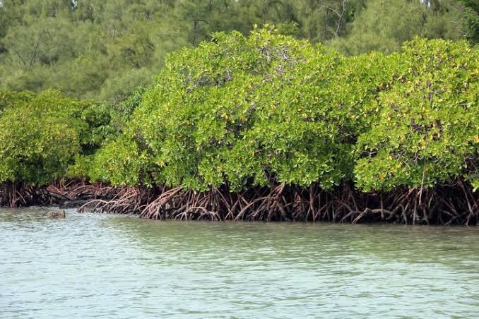 kingadindu's tweet photo. #NigerDelta still remains a biodiversity hot spot, with a lot of #mangrove #forests scattered around the #coastalareas of the zone, which serves as a #habitat for thousands of other organisms.
#conservation #environment 
📷 : @CO2balance https://t.co/EpuyF7wFTR