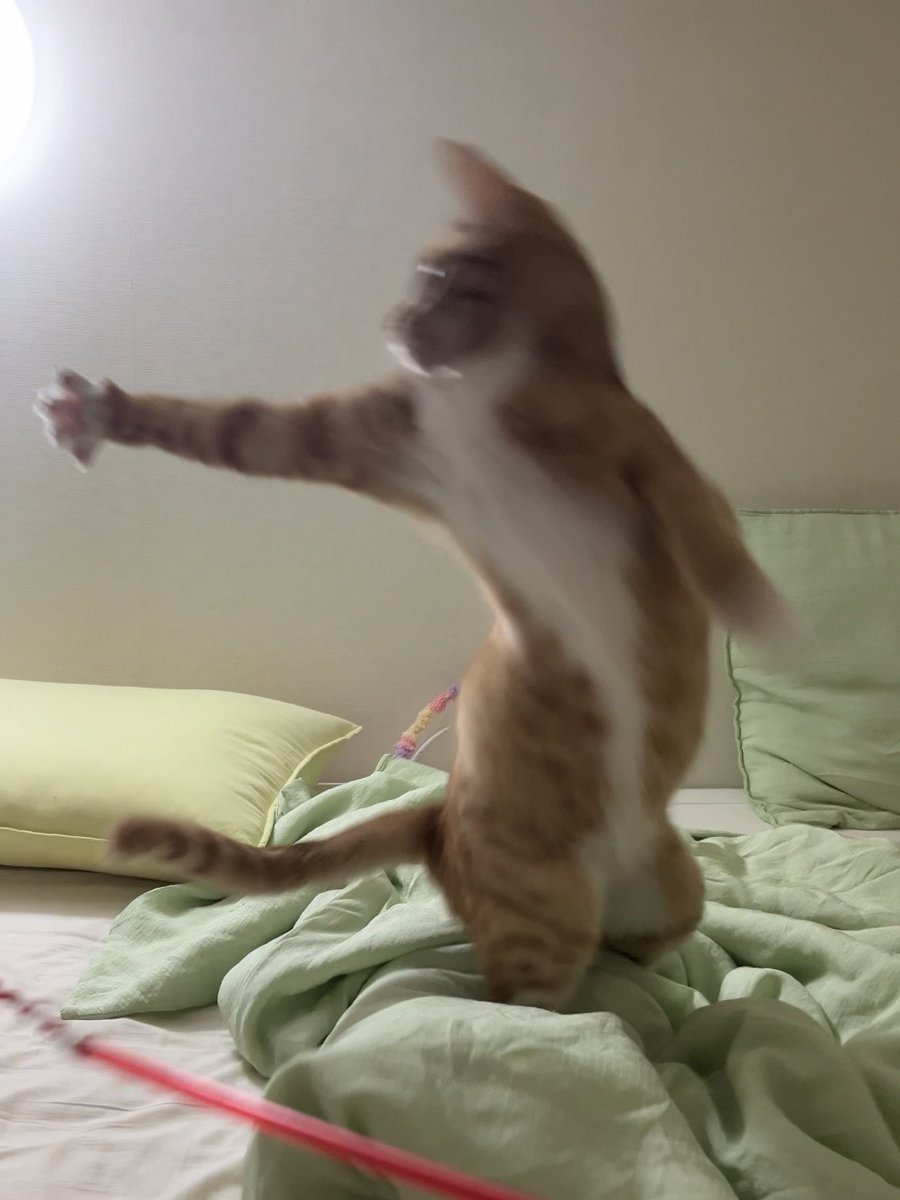 교통정리 고양이 주차장 이쪽으로 들어가세요~ #가족찾는달콤이
#고양이입양 #고양이입양홍보 #사지말고입양하세요

💛 22년 10월생 | 코숏 치즈 | 3차 접종•중성화 완료 💛