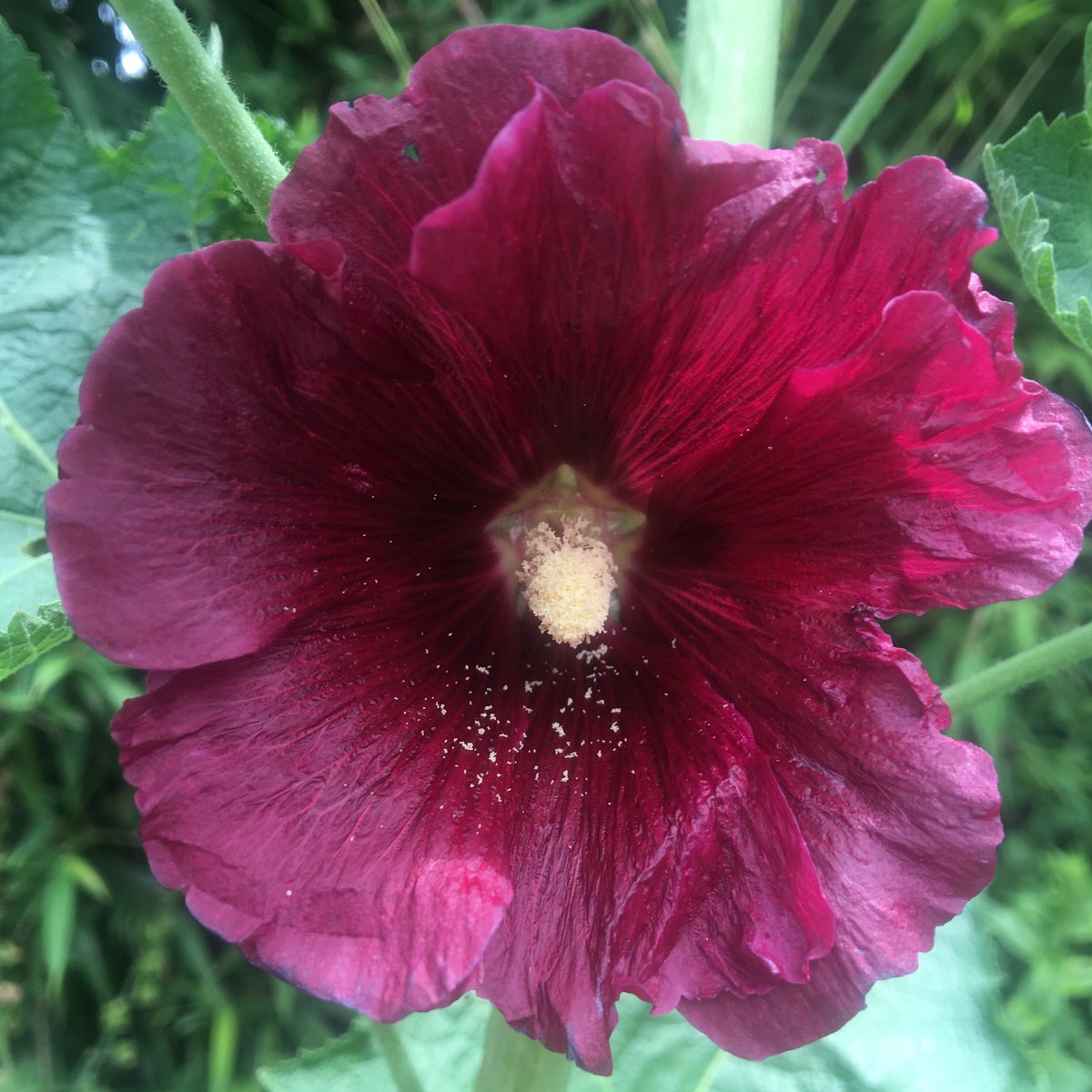 The hollyhocks are here….
#pollinators 
#selfseeders
#communitygardening
#ChertseyCourt
@RHP_UK