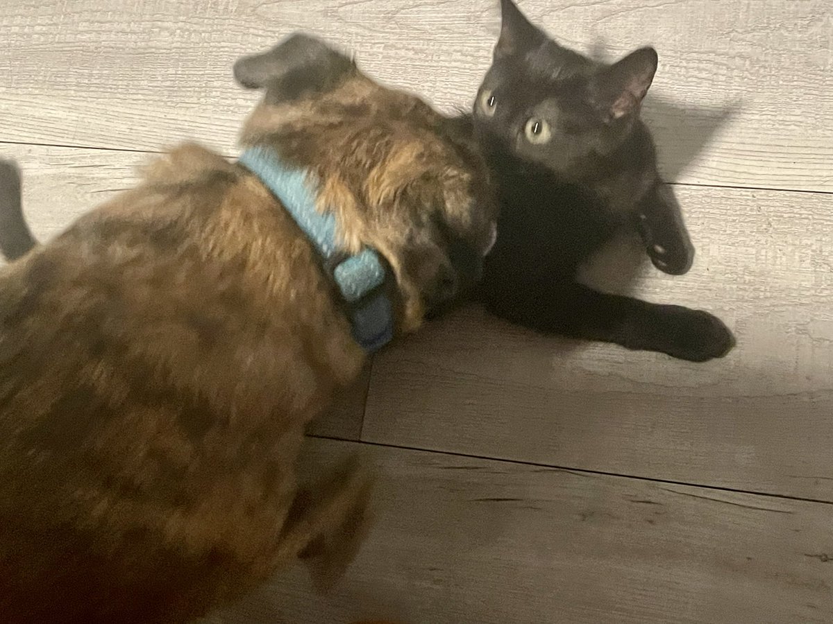 Freddy is my new BBF.  He started sharing his toys with me. He doesn’t know he shares them, but I have them so there’s that. #dogs #newkitten