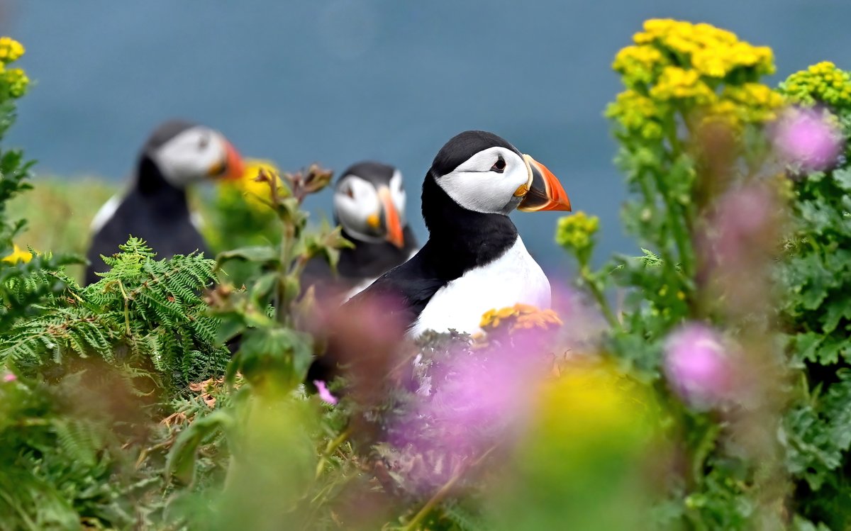 It's time for #TheDailyPuffin 😀😍🐦