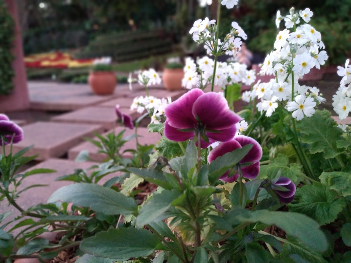 🎄Musescript🎄 tweet media