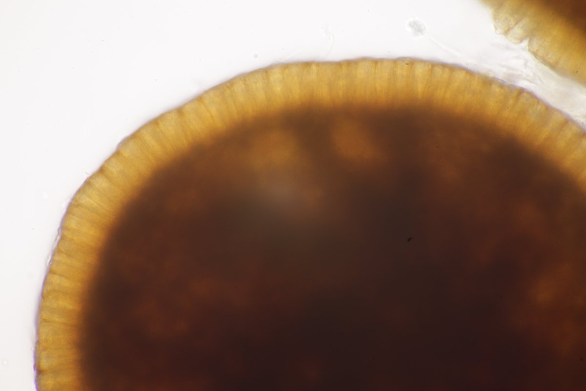 RPilze's tweet photo. Tracya hydrocharidis ex Hydrocharis morsus-ranae

#Hydrocharismorsusranae #Hydrocharis #Froschbiss #frogbit #Morène #morsodirana #Tracyahydrocharidis #Tracyahydrocharidis #smut #smutfungus #Brandpilz #Brand #fungus #pilz #champignon #nature #phytopathology https://t.co/sWfkacJJiE