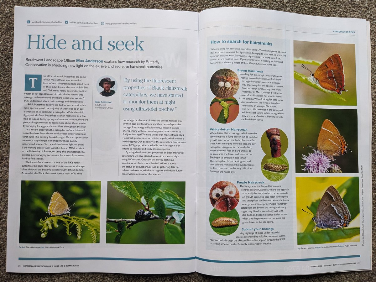 Max Anderson (@maxando) on Twitter photo Here's my article from the latest issue of Butterfly <a href="/savebutterflies/">Butterfly Conservation 🦋</a> - I just LOVE hairstreaks, and I want more people to experience their incredible life-cycle. I hope info like this can make these beautiful and elusive butterflies more accessible for all! Here's my article from the latest issue of Butterfly <a href="/savebutterflies/">Butterfly Conservation 🦋</a> - I just LOVE hairstreaks, and I want more people to experience their incredible life-cycle. I hope info like this can make these beautiful and elusive butterflies more accessible for all!