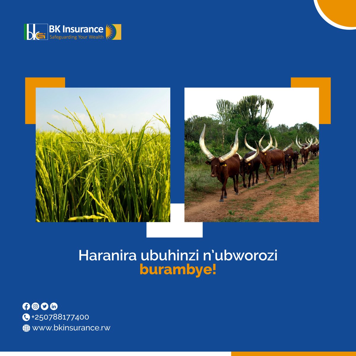 bkinsuranceltd's tweet photo. Uri umuhinzi cyangwa umworozi? Uzi uko ibyorezo bifata amatungo n’ibihingwa bitera ibihombo? Iyandikishe mu bwishingizi bwacu bw’#ubuhinzinubworozi wirinde ibihombo bituruka ku biza bitunguranye byatera ibikorwa by'ubuhinzi n'ubworozi byawe!
#BKInsurance
#SafeguardingYour Wealth https://t.co/Cse5x0G6NR
