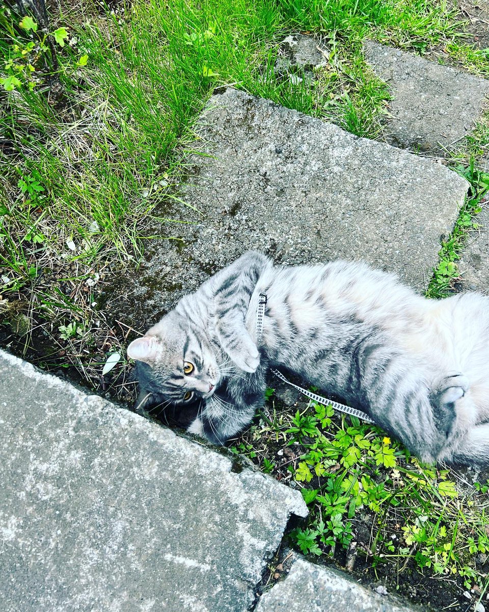 BOWIE ER TÝNDUR 
2 ára, 4-5 kg, grábröndóttur
ekki með ól, en örmerktur

til að hjálpa að koma kisa heim, megið þið: 
– hringja í 896-7889 ef þið sjáið hann &amp; við sækjum hann um hæl
– athuga skúra/geymslur í LAUGARDAL hvort hann hafi óvart lokast inni
– deila þessum pósti áfram