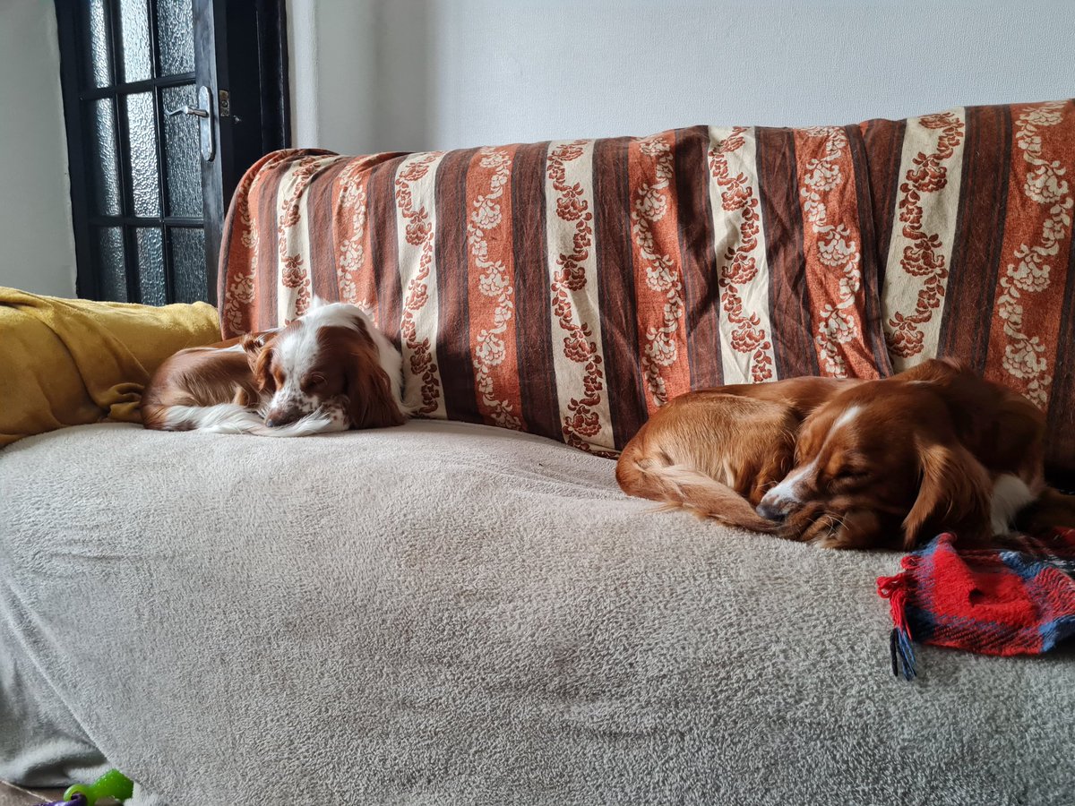 Oliver & Paddy tweet media