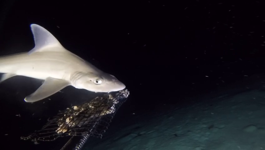 Tomorrow! Join Dr Johanna Kohler for a #sharks evening at the Cayman Island Brewery on July 11 from 6-8pm. We are grateful and proud of the long-standing partnership between the DoE and the Cayman Island Brewery and look forward to the event on July 11. #DeepSeeCayman