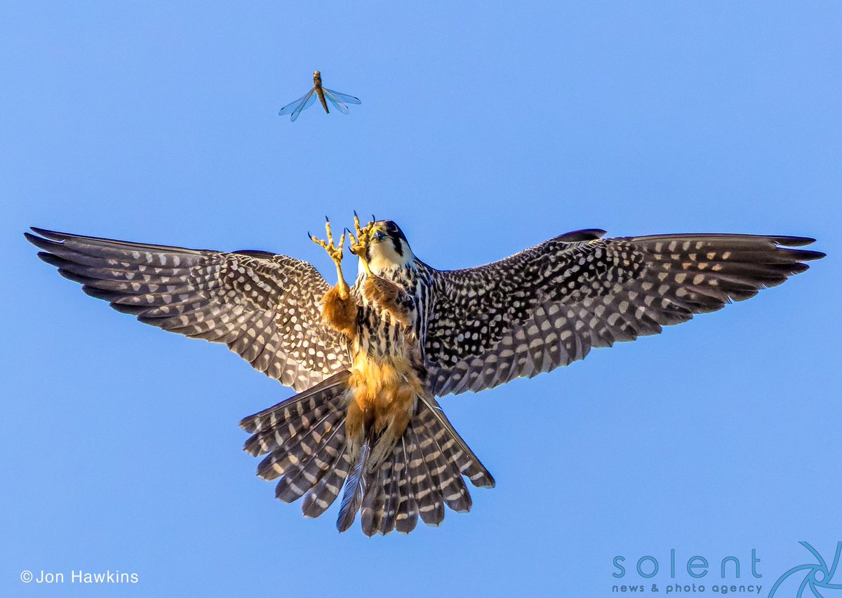 This hobby falcon shows off it's hunting skills as it closes in on its next meal, a dragonfly. The dramatic image was taken by photographer Jon Hawkins in Surrey. 📸 - Jon Hawkins / @SurreyHillsPhot #falcon #hobbyfalcon #birdsofprey #uknature #ukwildlife