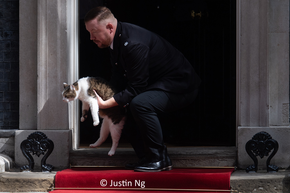 Number10cat tweet picture