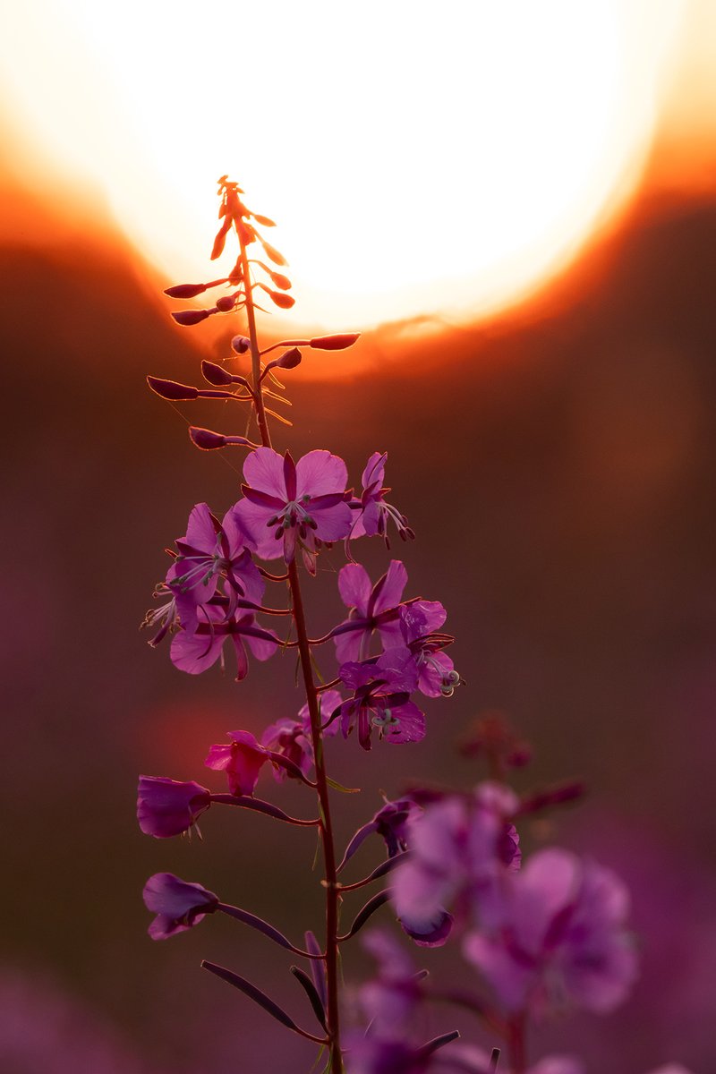 USFWS's tweet photo. This is fireweed - native to Canada &amp; the U.S., except Hawaii &amp; parts of the south. It typically grows 4-6 feet tall and blooms June - September. Plants spread by seed &amp; rhizomes - often the first to come back after fire, attracting a variety of pollinators.

📷 Lisa Hupp/USFWS https://t.co/bNC5aAB0Uv