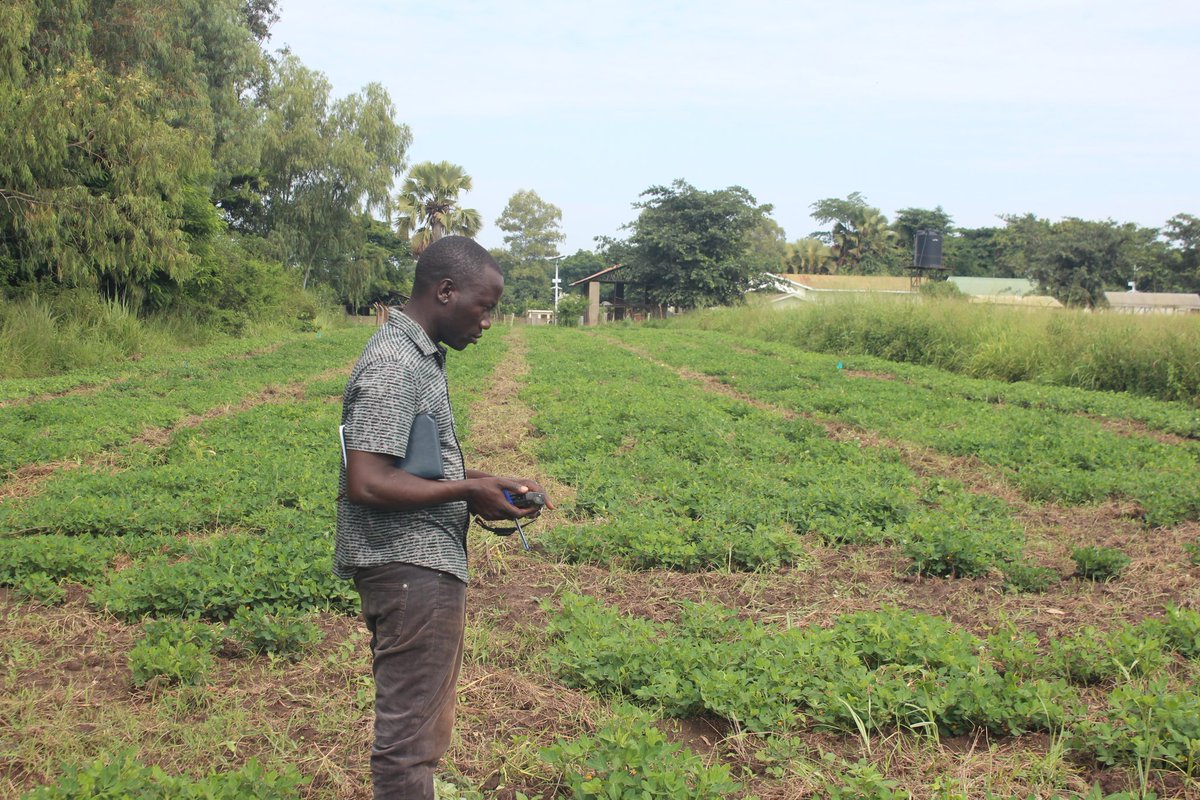 gnuts_NaSARRI's tweet photo. Our team of Technicians digitally collects field (phenotypic) data on tablets using the Fieldbook app. at ABI ZARDI, Arua District for experiments planted in season 2023A.
#Fieldbook #BMS #NARO #Groundnut #Peanut
@narouganda @IBPlatform @AvisaProject @FtFPeanutLab @CIMMYT https://t.co/cMpEHUt6vW
