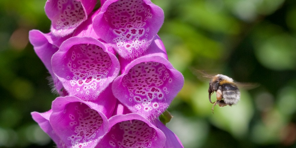 Today marks the start of #BeesNeedsWeek 🐝

A great way to get your garden buzzing is to plant flowers that provide forage for the precious pollinators 🌼

Find a full list of #PlantsforPollinators on our website rhs.org.uk/science/conser…
