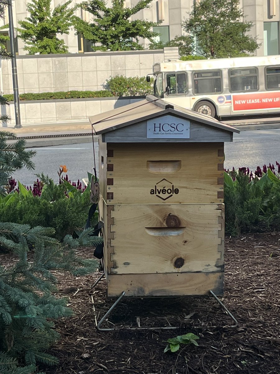 amy_ehrich's tweet image. Caught a buzz on the morning run. 🐝 #bees #catchabuzz #alveole
