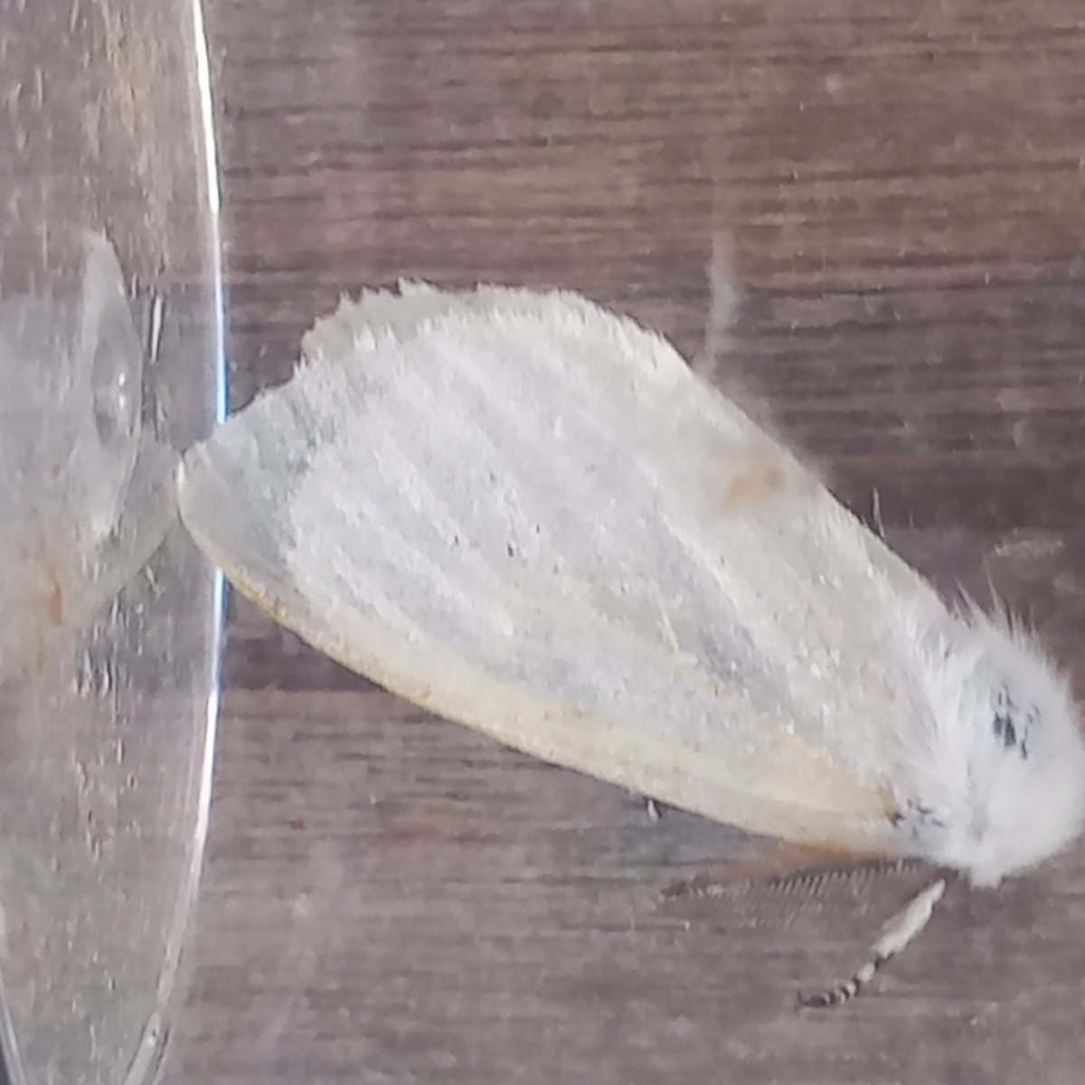 robdean9's tweet photo. Best night I have had with the trap for  a while 65 from 348.  47 nfy and 2 new for me,  small blood vein and a doubled lobed. Also nice to get a lobster and white satin. @norfolkmoths @BritishMoths https://t.co/vyDaTAQ57j