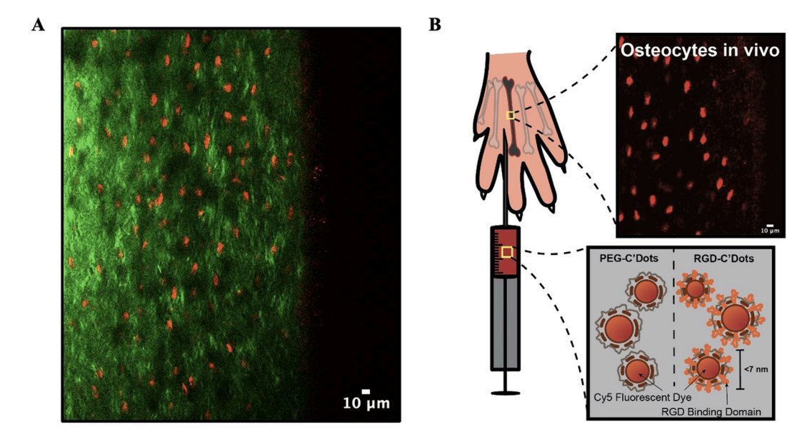 Check out our new article in Bone! Intravital imaging of osteocytes reveals subcellular localization, integrin dynamics, and sex differences. A collaboration with the @GroupWiesner within @CornellMSE was led by @melia_matthews.
tinyurl.com/jsddrczp
