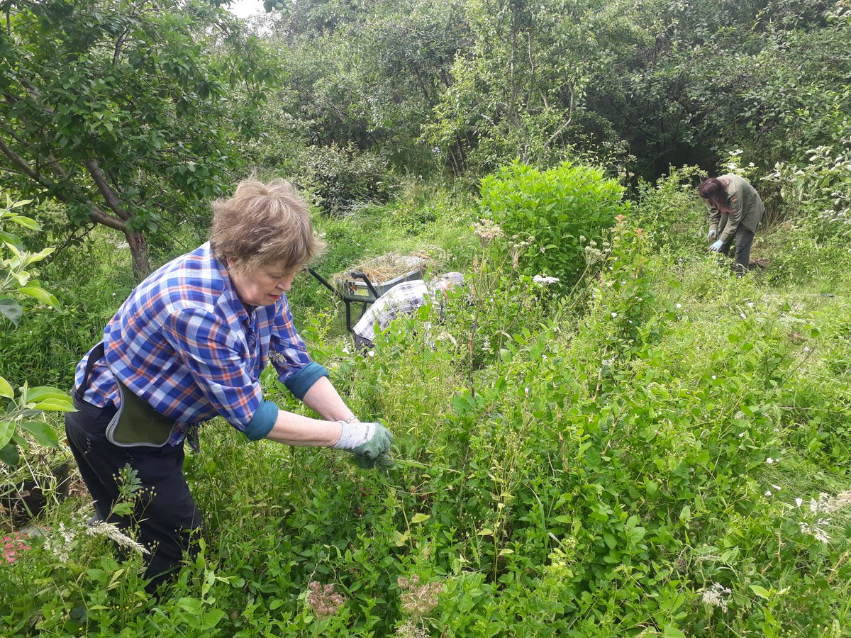 fruitnutvillage's tweet photo. We've been tackling a corner of #KingdomForestGarden that had been experiencing a minor #FieldBindweed invasion! The work will continue on 17th July. Please feel very welcome to join us! #Stirchley https://t.co/knpyqMU55D