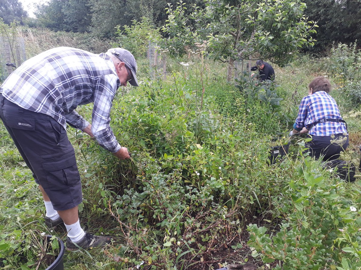 fruitnutvillage's tweet photo. We've been tackling a corner of #KingdomForestGarden that had been experiencing a minor #FieldBindweed invasion! The work will continue on 17th July. Please feel very welcome to join us! #Stirchley https://t.co/knpyqMU55D