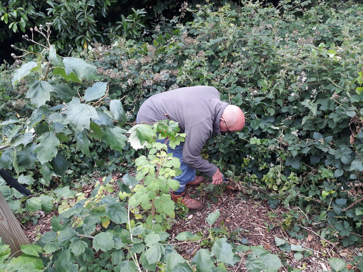 fruitnutvillage's tweet photo. We've been tackling a corner of #KingdomForestGarden that had been experiencing a minor #FieldBindweed invasion! The work will continue on 17th July. Please feel very welcome to join us! #Stirchley https://t.co/knpyqMU55D