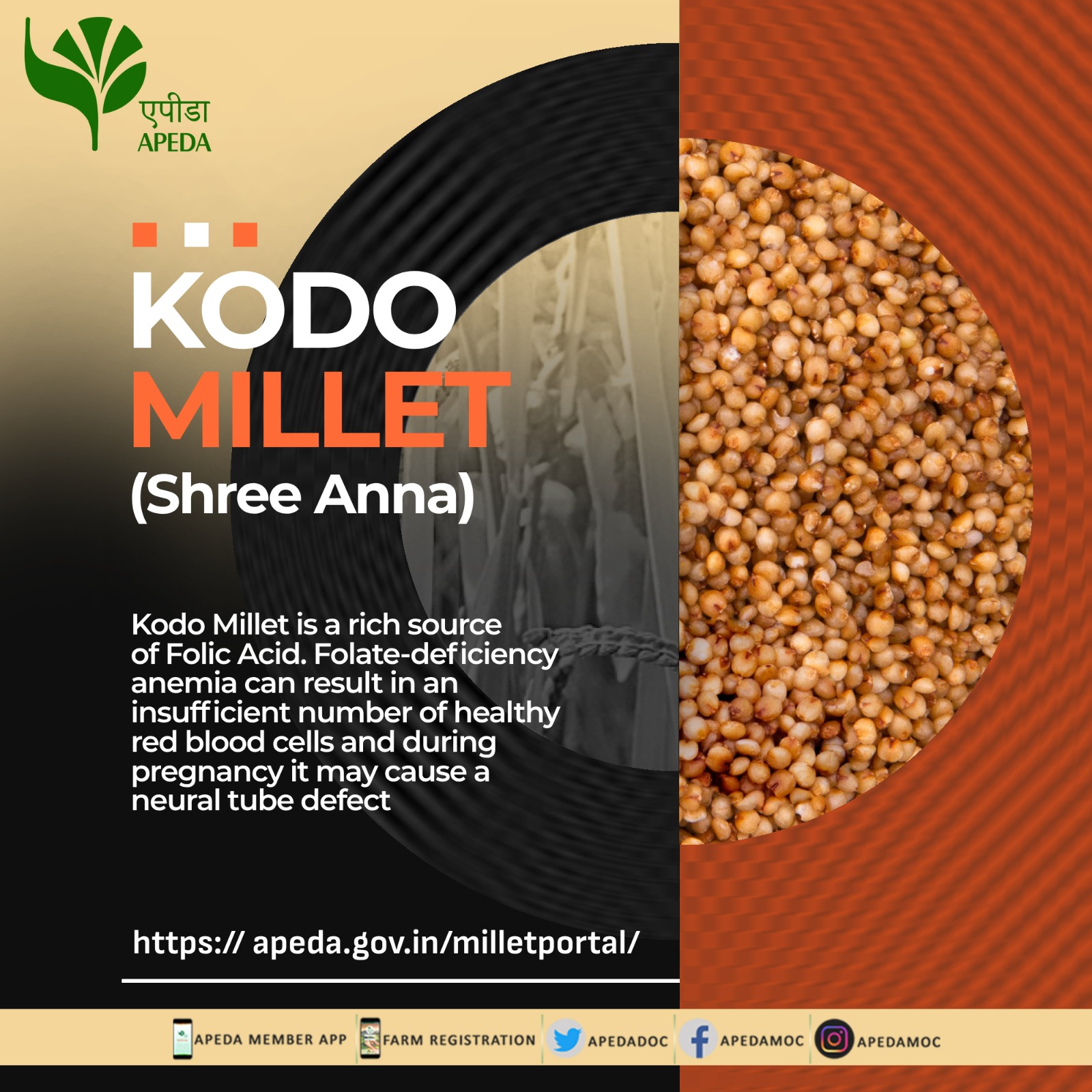 apeda-on-twitter-kodo-millet-shreeanna-is-a-rich-source-of-folic