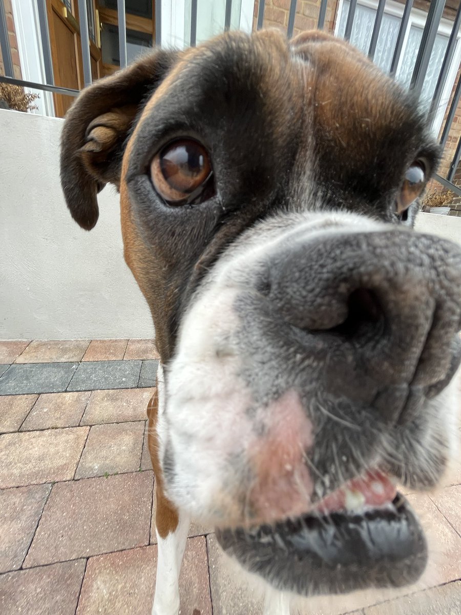 BoxerBruno24's tweet photo. https://t.co/cYEy3qEStC