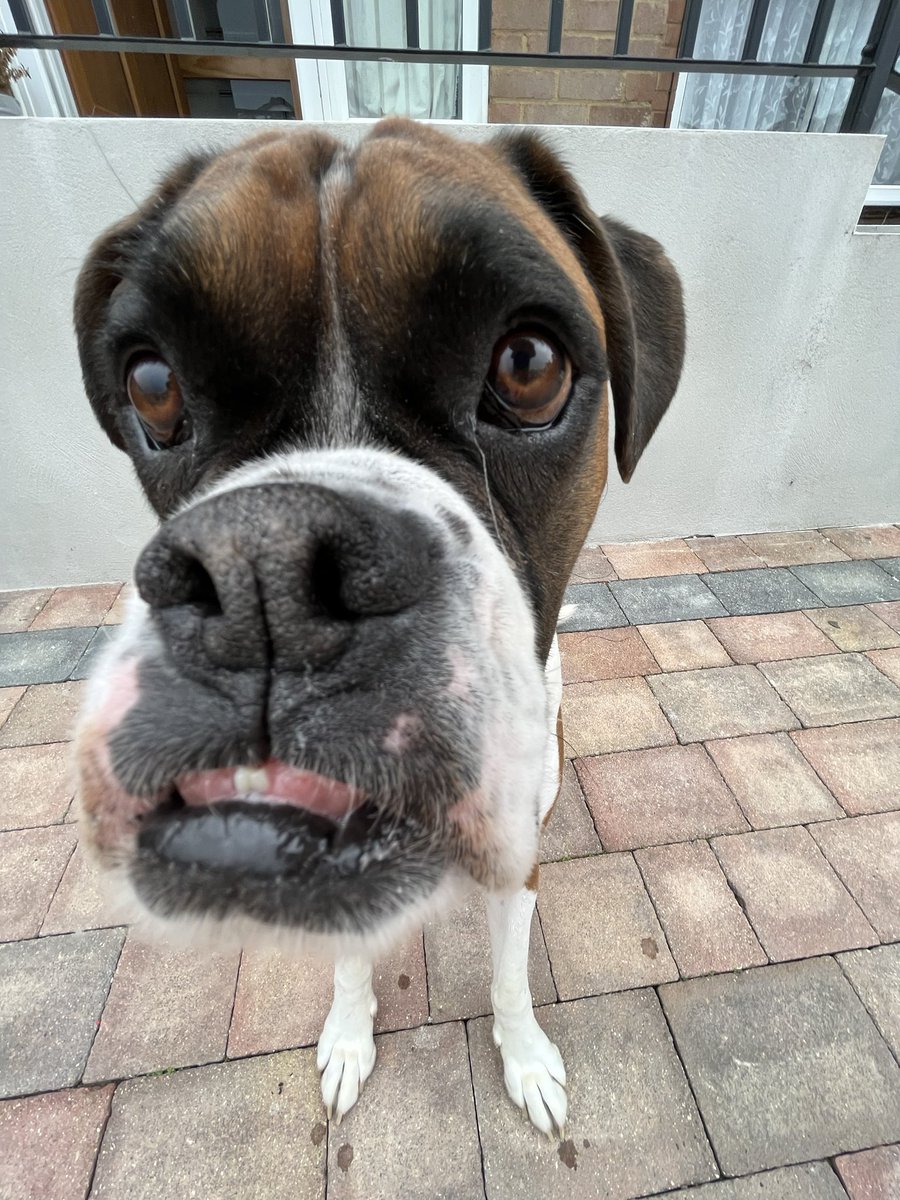 BoxerBruno24 (@boxerbruno24) on Twitter photo 