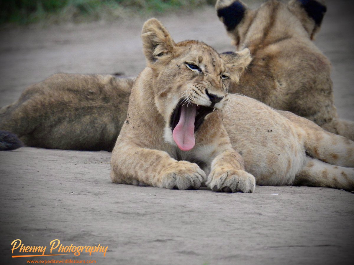 Queen Elizabeth National Park never disappoints. 
A photography tour with us is always fruitful with magnificent pictures and videos. 
For your inquiries and bookings👇👇
info@expeditewildlifetours.com
WhatsApp: +256788649334
expeditewildlifetours.com
#lion #savelions #nature
