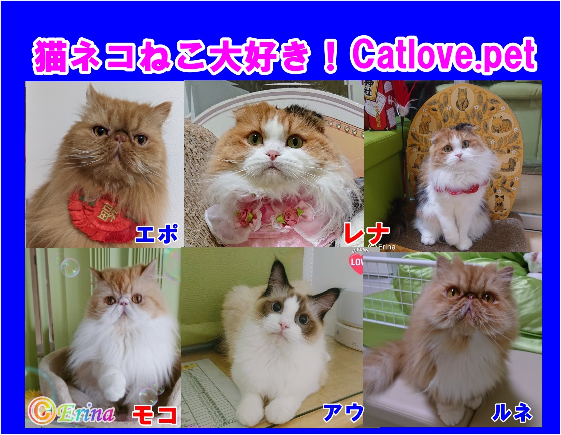 エリナ tweet media