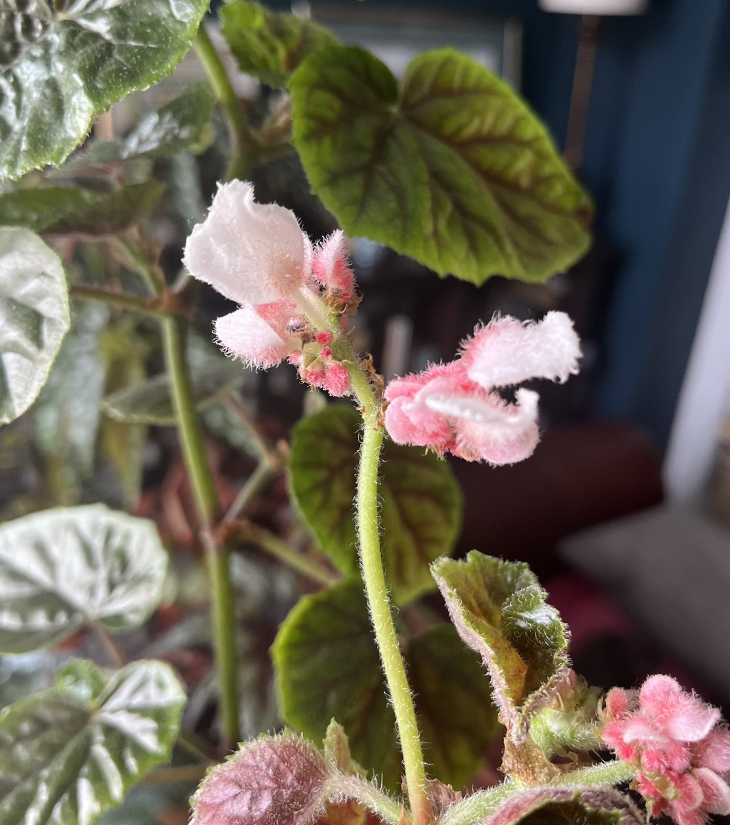 BearDublin's tweet photo. Begonia oldemor has grown well and is finally tentatively flowering! It flowered well and for ages last year 🌸 #begonia #oldemor https://t.co/j6GWSnUJWC