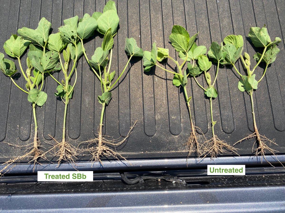 JABBspe's tweet photo. Our SBb 2.5 planter box treatment is easy to use with fantastic results. Looking forward to seeing the differences throughout the season. https://t.co/2LzrdPvEhx