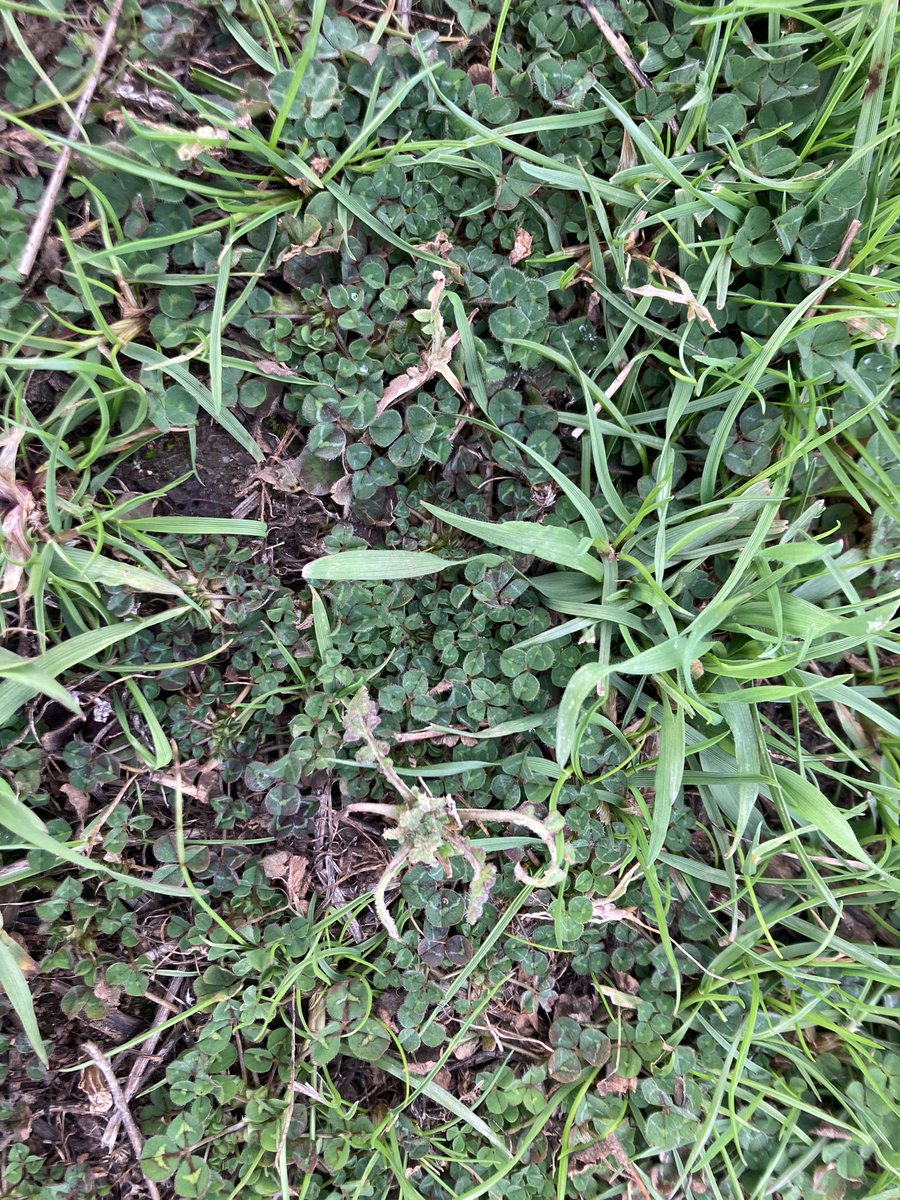 Punching Pasture. Thistrol Gold smashing sorrel, giving shiny leaf geranium a headache and curling capeweed. <a href="/NufarmAustralia/">Nufarm Australia</a> <a href="/FarmWorks_Ngn/">FarmWorks Narrogin</a>