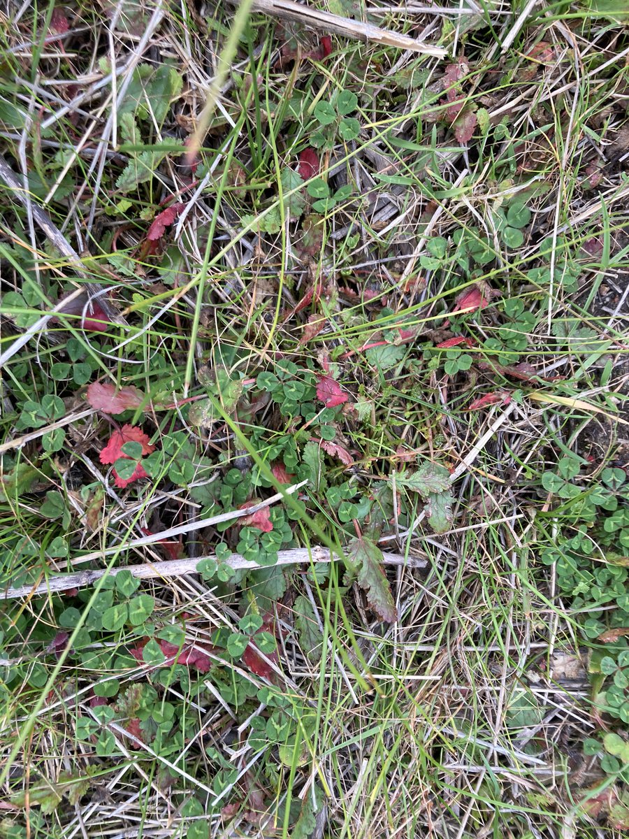 DanielP31166171's tweet photo. Punching Pasture. Thistrol Gold smashing sorrel, giving shiny leaf geranium a headache and curling capeweed. @NufarmAustralia @FarmWorks_Ngn https://t.co/5UIDnsbxfK