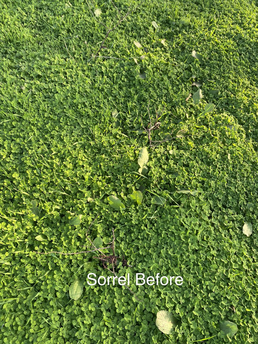 DanielP31166171's tweet photo. Punching Pasture. Thistrol Gold smashing sorrel, giving shiny leaf geranium a headache and curling capeweed. @NufarmAustralia @FarmWorks_Ngn https://t.co/5UIDnsbxfK