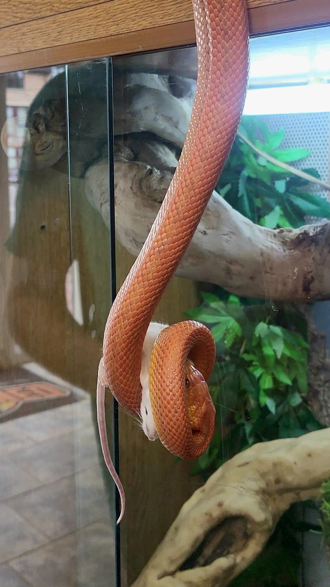 🐍 IT'S SNAKE FEEDING DAY 🐍
Here are just some of our selection of sssstunning ssssnakes!
For more information please contact one of our store team on 01604 753823 ext 2📲
5-Star Animal license no: AWL0025⭐⭐⭐⭐⭐