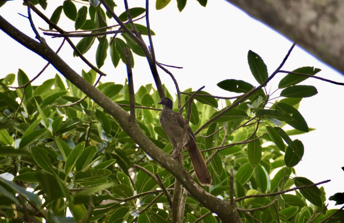 CORMACARENA's tweet photo. ¡Un post de vida silvestre para recordarte el valor de la biodiversidad! 💚🌎
Con estas especies en libertad, te invitamos a defender la fauna, a asumir tu compromiso con ellos y a vivir una semana en armonía con la naturaleza. 🌱🌳🫶🏻
#SomosVida #SomosMeta #Cormacarena https://t.co/4x69UBpEpv