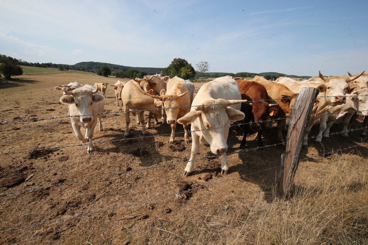 Bovins et effet de serre : "Une erreur de calcul" de la Cour des comptes, selon la <a href="/FDSEA70/">FDSEA Haute-Saône</a>

c.estrepublicain.fr/economie/2023/…