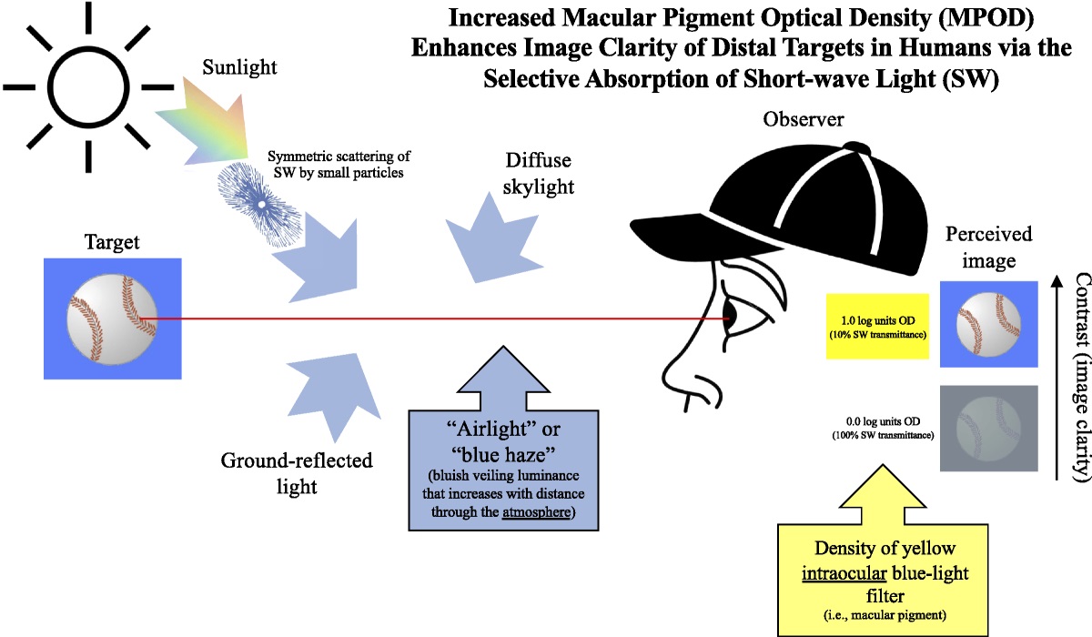 ESSRonline's tweet photo. Harth &amp; colleagues hypothesize that the primary driver of differences in athletes' visual range is the individual response to scattered short-wave light in the environment moderated by the dietarily derived retinal pigments lutein and zeaxanthin.
🆓 https://t.co/sMKoKcJKR1 https://t.co/hsiJVIZt6d