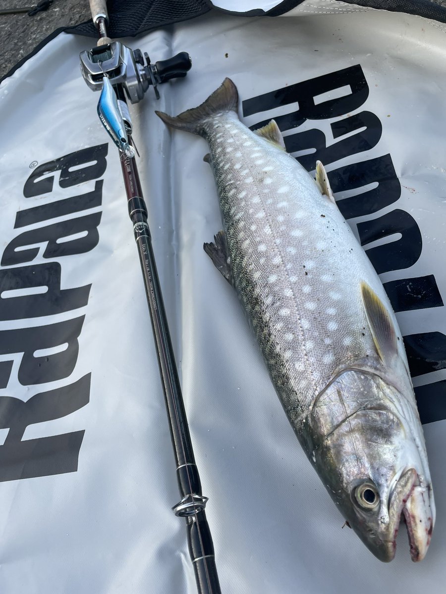 エヴォルーツで海アメ。
今年はこれで南国の魚を釣りに。