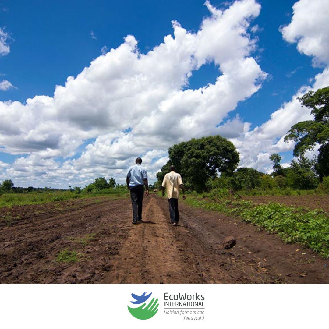 eco_works's tweet photo. Gangs’ roadblocks prevent farmers from selling their harvests in markets. Our
solution: we buy vegetables directly from the farmers through CAMA the
cooperative we jointly established and they now own. Farmers earn a living, kids
eat very fresh vegetables.

#Haiti #NPO https://t.co/5azIzFWSOS