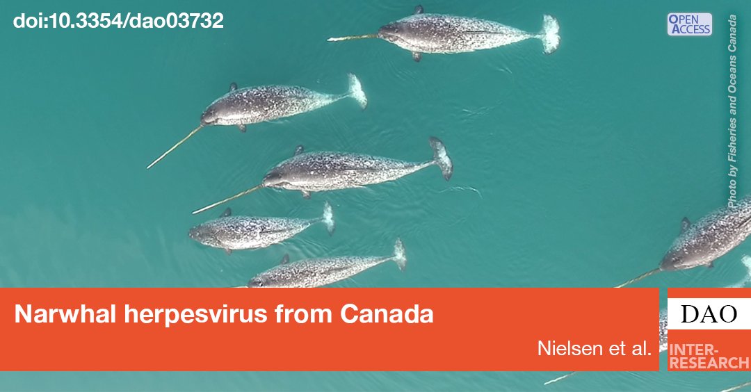 As part of a #narwhal Monodon monoceros monitoring project carried out in #Nunavut, Canada, a new species of #alphaherpesvirus was isolated, genetically characterised and compared with other alphaherpesviruses
 bit.ly/dao_154_131