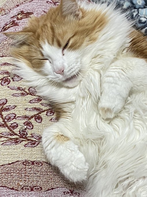 @FUKITAKENOKO この距離では難しかろう 