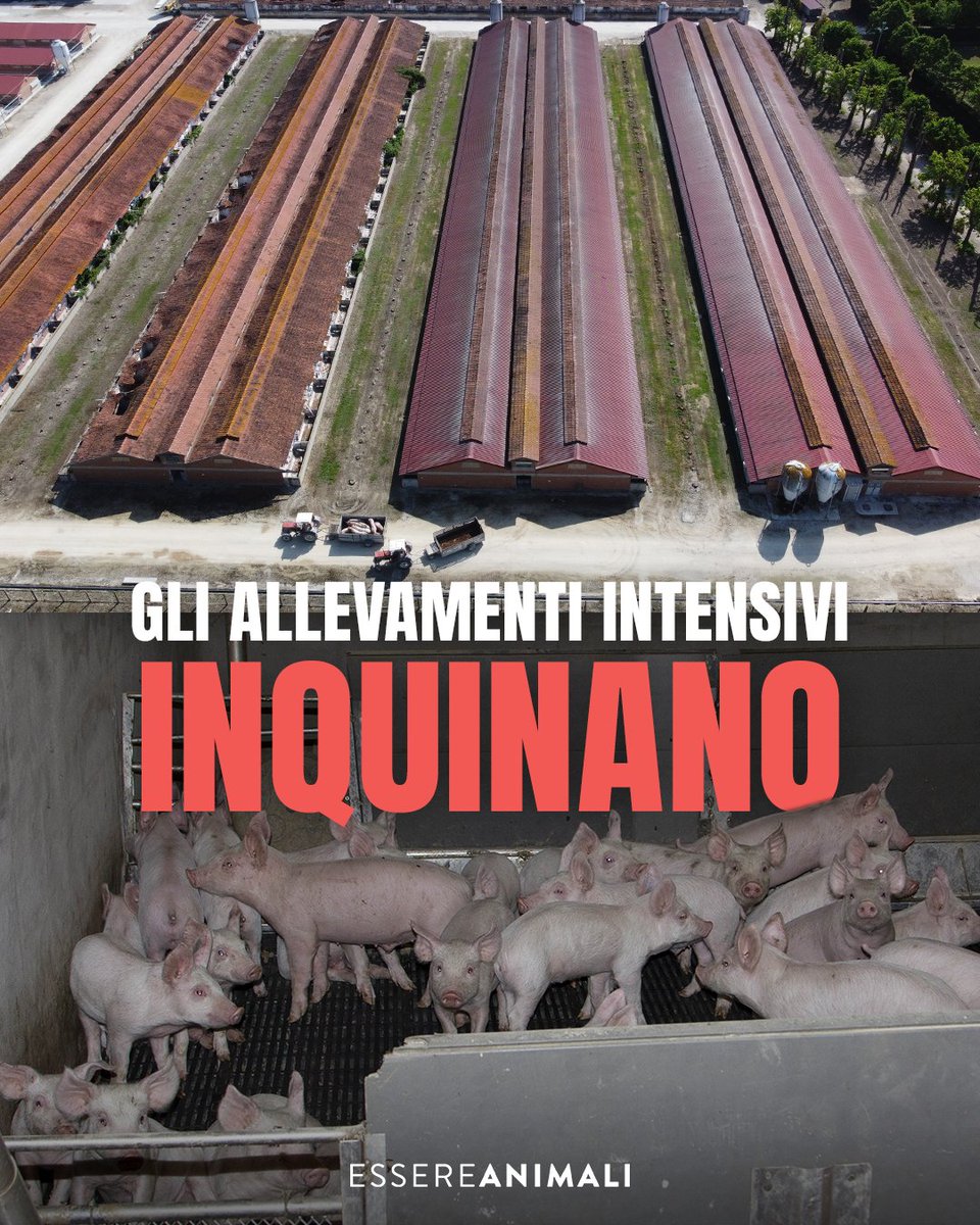 Gli allevamenti intensivi di bovini devono essere introdotti nella #DirettivaEmissioniIndustriali Se l'UE è veramente impegnata ad adempiere all'#EUGreenDeal e al #GlobalMethanePledge, non può trascurare che il 77% delle emissioni di metano agricolo proviene da questo settore.