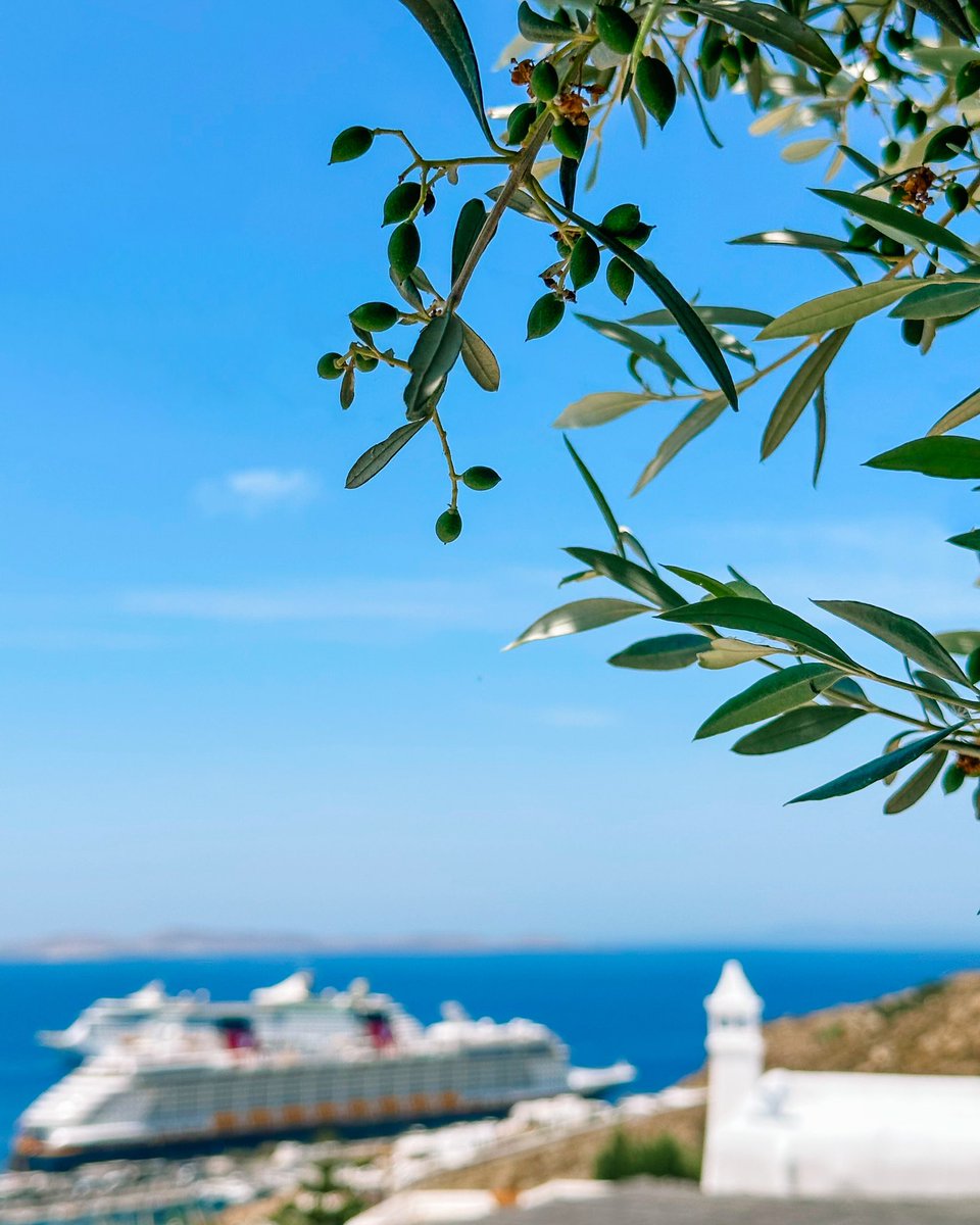 Mykonian #Koroneiki is getting ready! #islandolives #mykonos #greece #mykonosoliveoiltasting #olivetrees #summer #cyclades #cyclades_islands #discovergreece