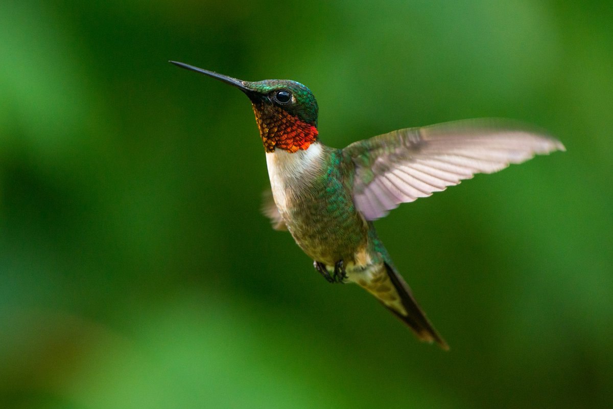 Which is the only bird that can fly backwards? The hummingbird! As we celebrate the hummingbird week from 8-14 July, spare a thought for these adapted pollinators who ensure biodiversity on this planet. Get involved and do something for them if you can #HummingbirdWeek2023