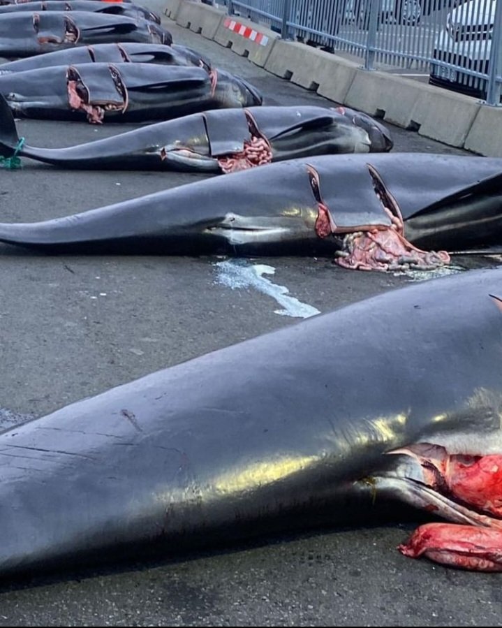 Shame on the Faroe Islands.  80 pilot whales slaughtered inc 5 fetuses and 3 calves.

#savages #FaroeIslands #boycottfaroeislands #cruising #wildlife #sealife #denmark #europe #Travel #traveltips
