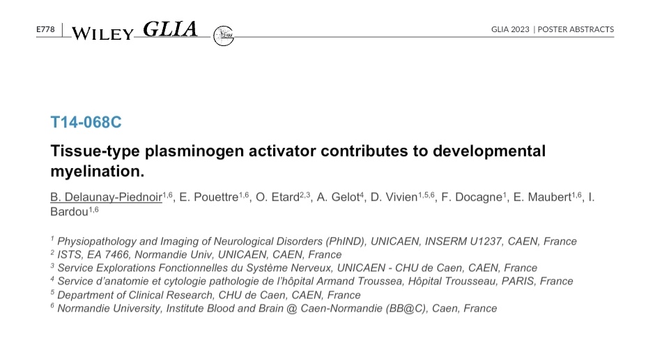 Thrilled to present my past work in @viviens' lab. Come and discover the contribution of a new oligodendrocyte marker for proper myelination during development 👇 Poster T14-068C #myelin #oligodendrocyte #euroglia2023
