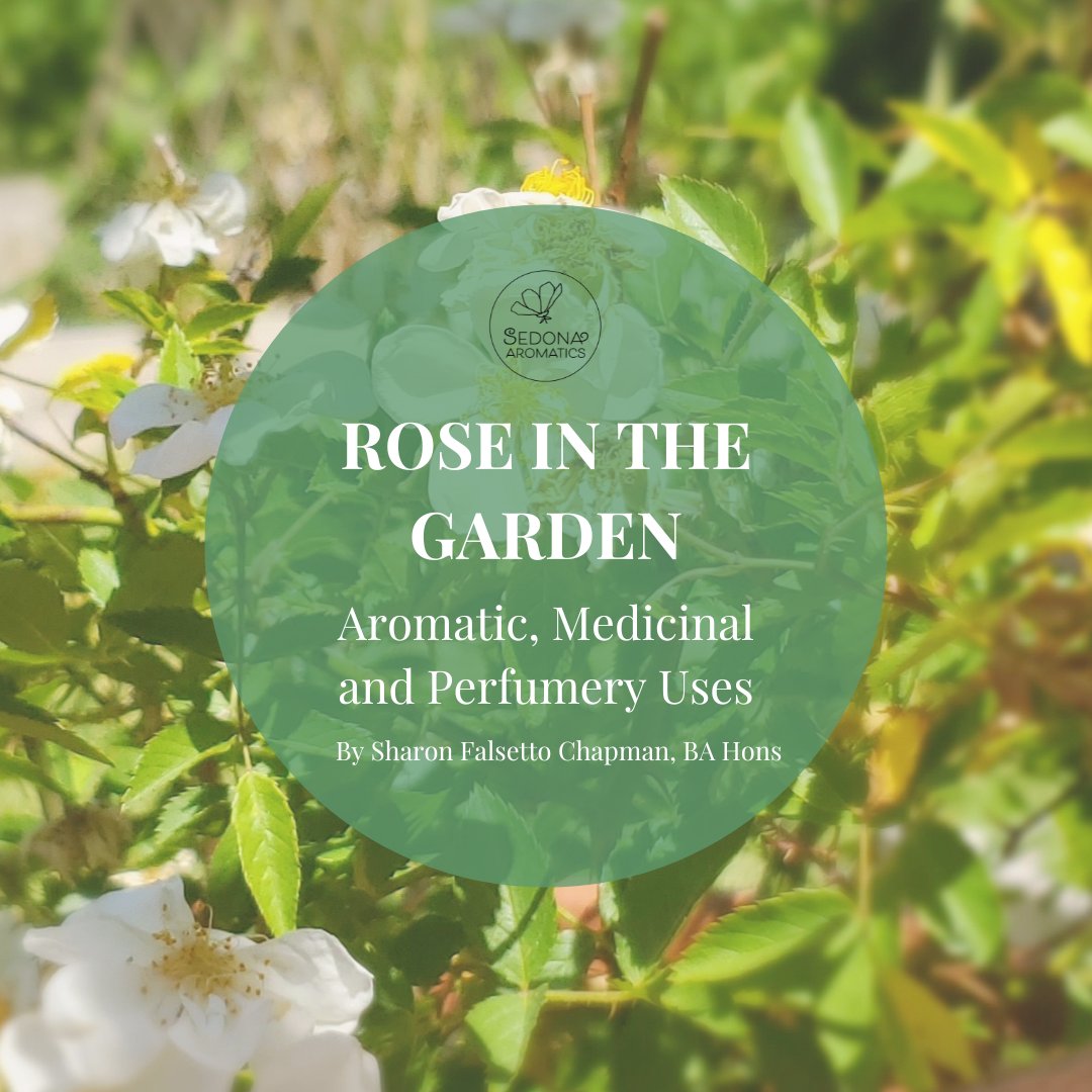 sedonaaroma's tweet photo. Register for our Rose in the Garden eClass! - https://t.co/Dhz5xpZOYh Our next eclass is all about the aromatic, medicinal and perfumery uses of rose. #aromatherapy #rose #perfumery #medicinalrose #herbalism #aromaticrose #roseinthegarden #scent #eclasses #learnsomethingnew https://t.co/CsEe8g60l5