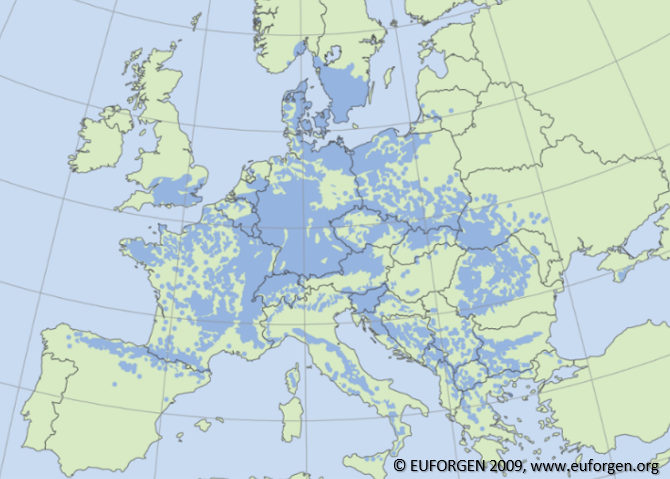 realsci_DE's tweet photo. In Mitteleuropa ist die #Rotbuche die häufigste Laubbaumart. Die Art hat ein großes Verbreitungsgebiet von Südschweden bis Sizilien und von Nord-West-Spanien bis in die Ukraine. https://t.co/i7gptn5gOm