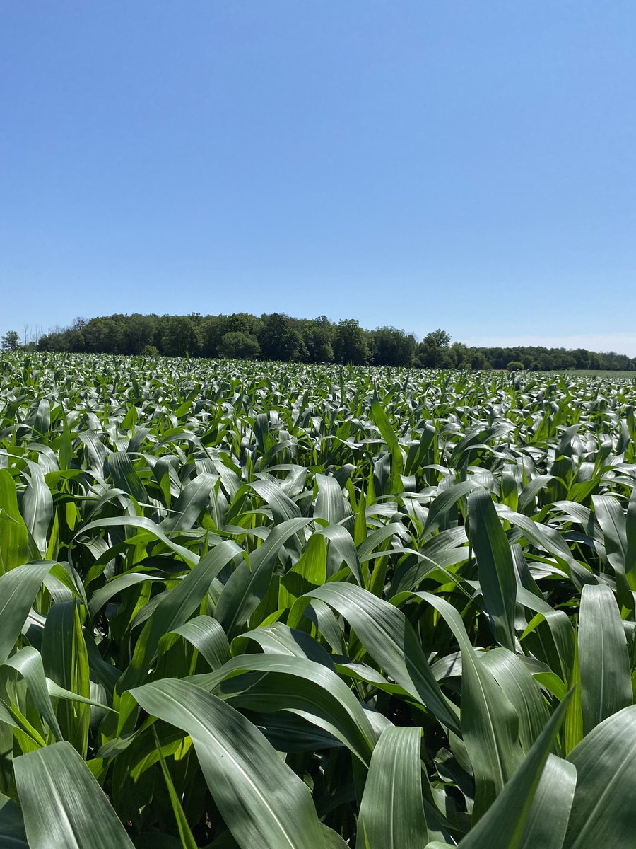 Looking good! 🤩🌽 #corn23 #ontag