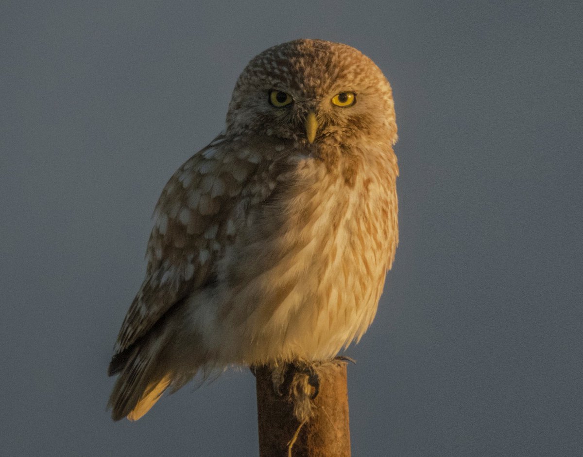 🔥NEW DROP ON ETH 🦉🔥
~~~
Little owl🫶
"The curious owl stared at me in the golden morning light and this eye contact was very attractive and memorable"
~~~
Eth. 0.12
~~~
#NFT
#nftphotography 
~~~
Link🔻